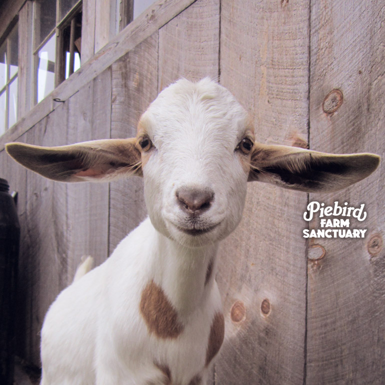 FreedaFreeFree - sanctuary rescue goat