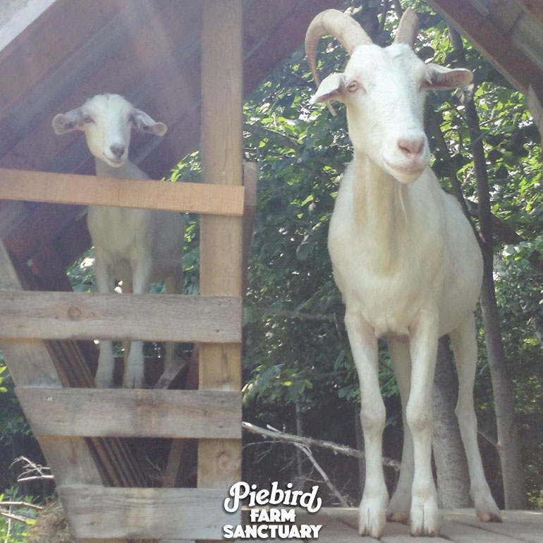 sunshinethe happiest goat