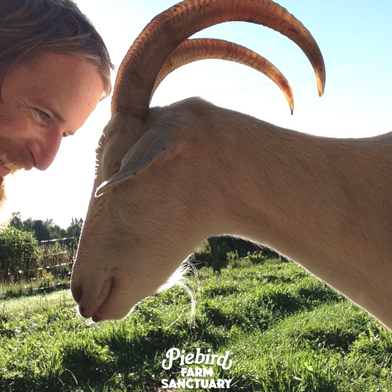 sanctuary farm sunshine goat