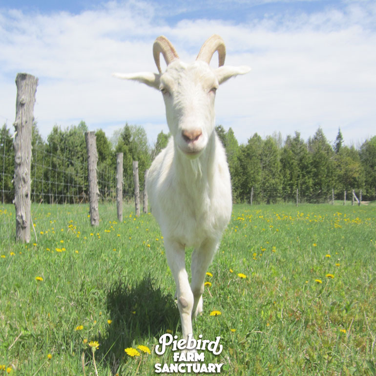 sunshine goat